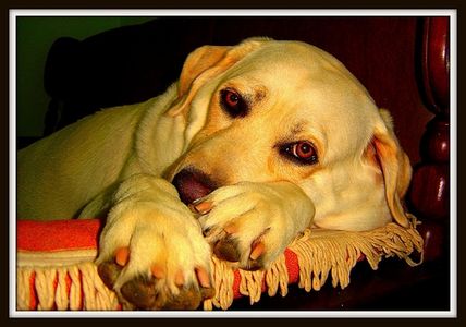 Quali sono i trattamenti per la colite nei cani?