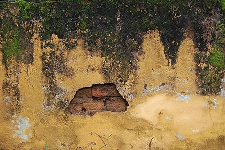 Primi segni di esposizione alla muffa nera