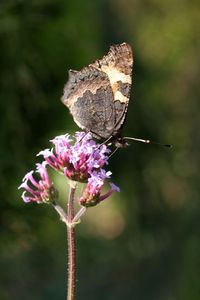 Benefici per la salute della limoncella