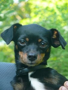 Come fare una medicina naturale per la tosse nei cani