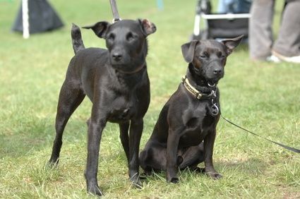 Probiotici ed enzimi naturali per cani