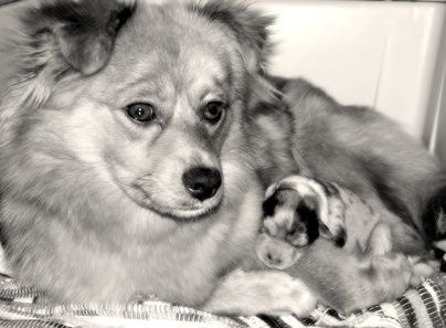 Come capire la taglia di un cucciolo