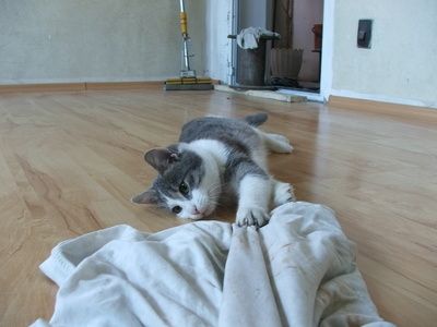 Giochi per gatti fatti in casa