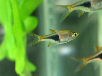 Come scegliere i pesci per l'acquario