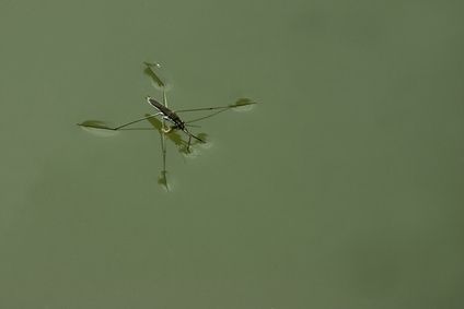 Perché alcuni insetti camminano sull'acqua?