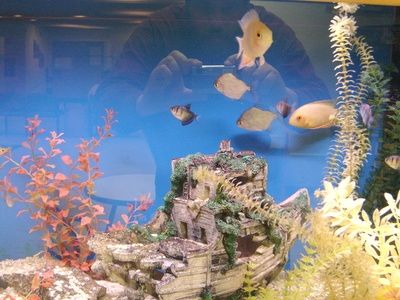 Come trasferire i pesci da un acquario a un altro