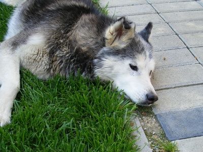 Come alleviare la tosse del cane?