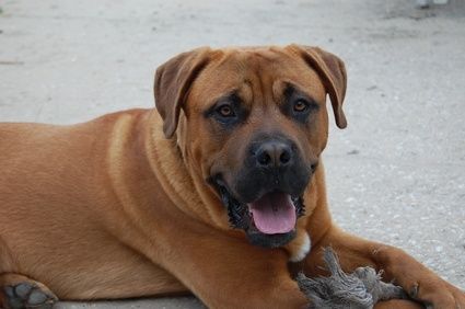 Come dare al cane il miele per la tosse