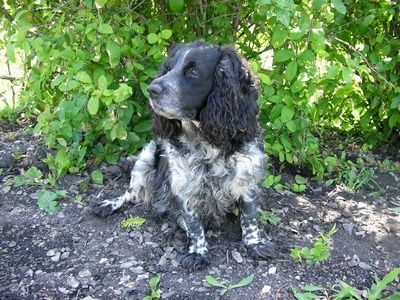 Come far smettere il cane di tossire