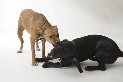 Come educare il cane a non mordere