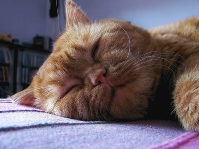 Cosa potete dare al vostro cane per il raffreddore e la tosse?