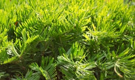 Quali piante favoriscono la crescita dei capelli?