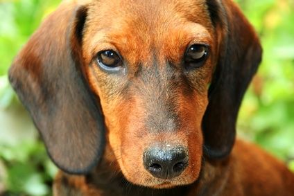 Enzimi e probiotici per cani