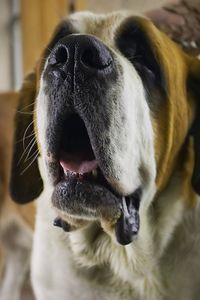 Trattamenti per cani che starnutiscono a causa del raffreddore