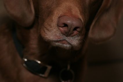 Come trattare un cane con la cogestione nasale