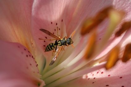 Piante contro le vespe