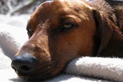 Come liberarsi del raffreddore del cane