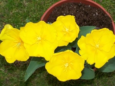 Piccoli insetti nel terriccio per vaso