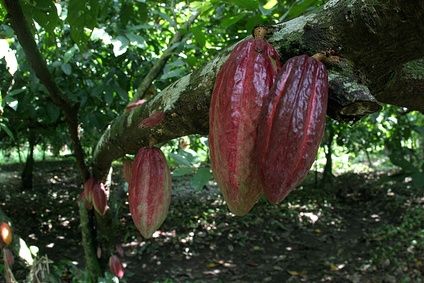 Come si ricava il cioccolato dai semi di cacao?