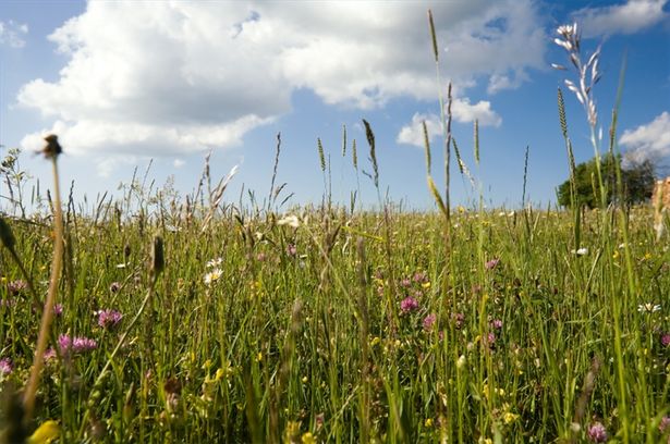Come migliorare l'allergia da fieno