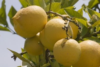 Come bere acqua con succo di limone senza danneggiare lo smalto dei denti