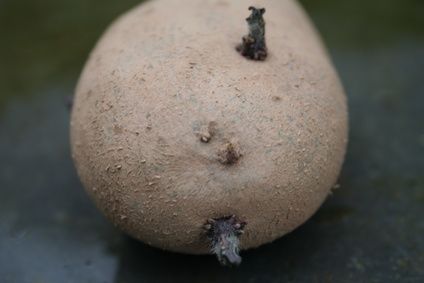 Indicazioni per la conservazione delle patate