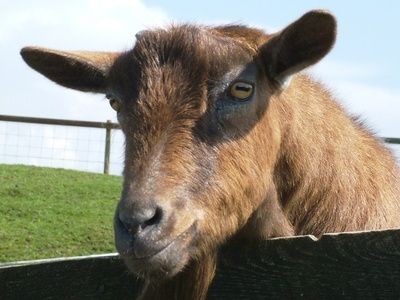 Come trasformare il latte di capra in burro