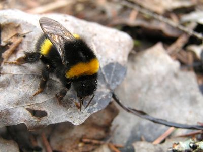 Come utilizzare la candeggina per fermare il prurito
