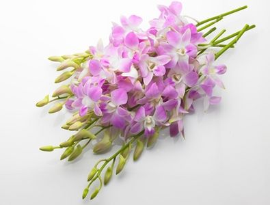 Come estrarre gli oli naturali