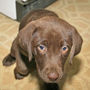Come nutrire il cane per eliminare la diarrea