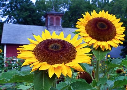 Quando seminare i girasoli