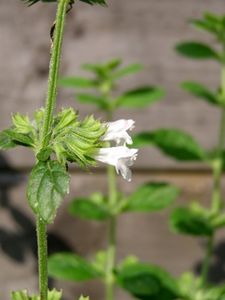 Differenza tra limoncella e melissa citronella