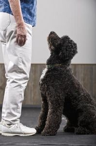 Consigli per addestrare il cane