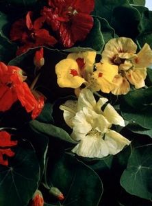 Fiori primaverili per uso alimentare