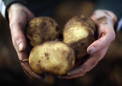 Come usare l'amido di patata