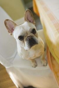 Come educare il cane a non chiedere cibo da tavola