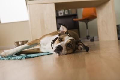 Cosa fare se il cane fa la pipì in casa