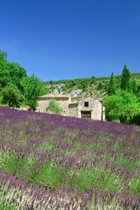 Come estrarre l'olio dalle piante