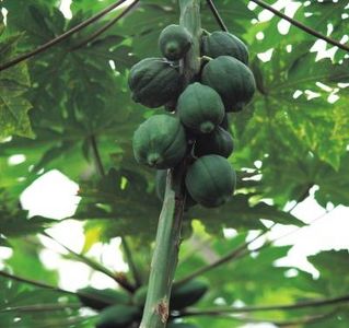 Come sapere quando una papaya sull'albero è pronta per essere raccolta?