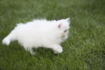 Come proteggere il gatto dalle zanzare