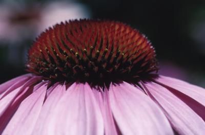 Come fare la tintura di echinacea