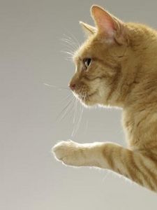 Come farsi ubbidire dal gatto