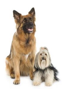 Come curare i denti del cane