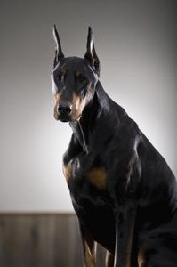 Come allevare un cucciolo di Pinscher