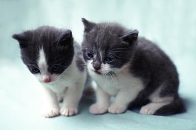 Come allattare un gattino