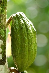 Come vengono coltivati i semi di cacao?