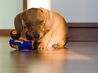 Quanto deve mangiare un cucciolo di cane