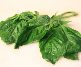 Come fare l'olio al basilico