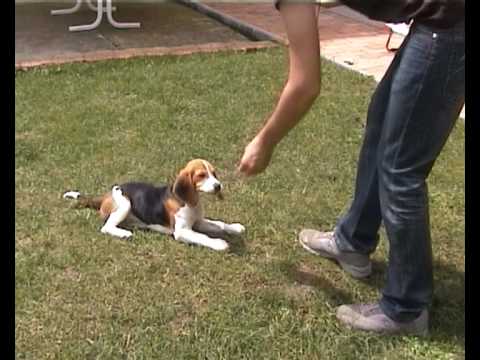 Come insegnare al cane il comando "a terra"