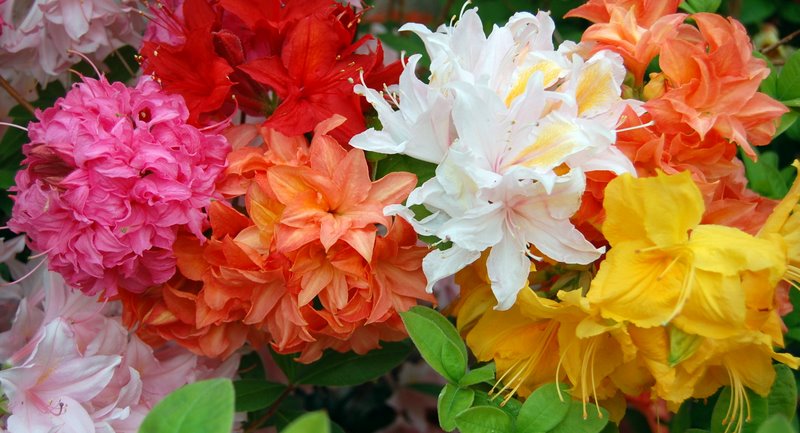Come innaffiare l'azalea